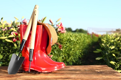 Rubber boots and gardening tools on wooden table at lily field