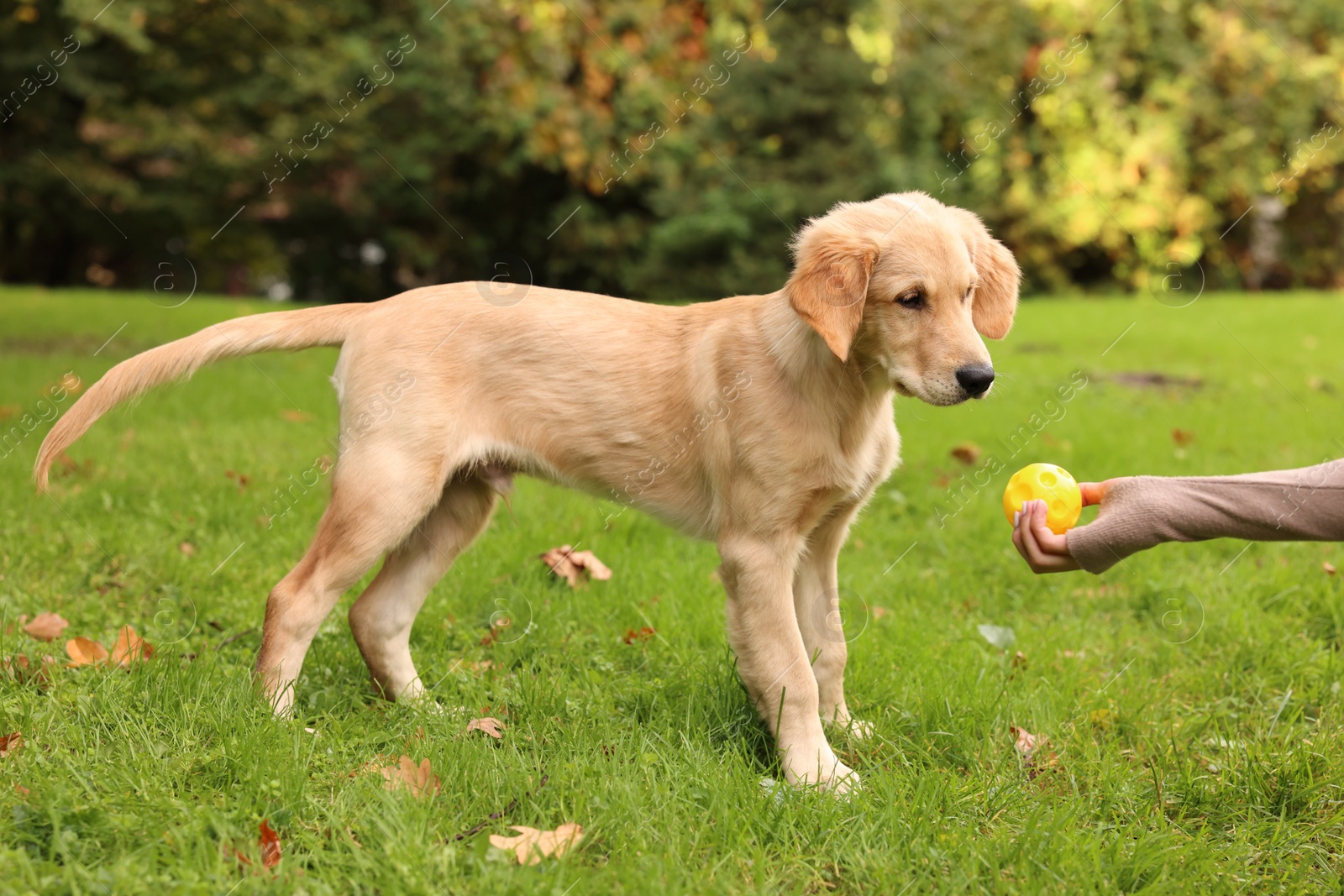 Photo of Woman playing with adorable Labrador Retriever puppy on green grass in park, closeup