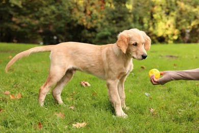 Photo of Woman playing with adorable Labrador Retriever puppy on green grass in park, closeup