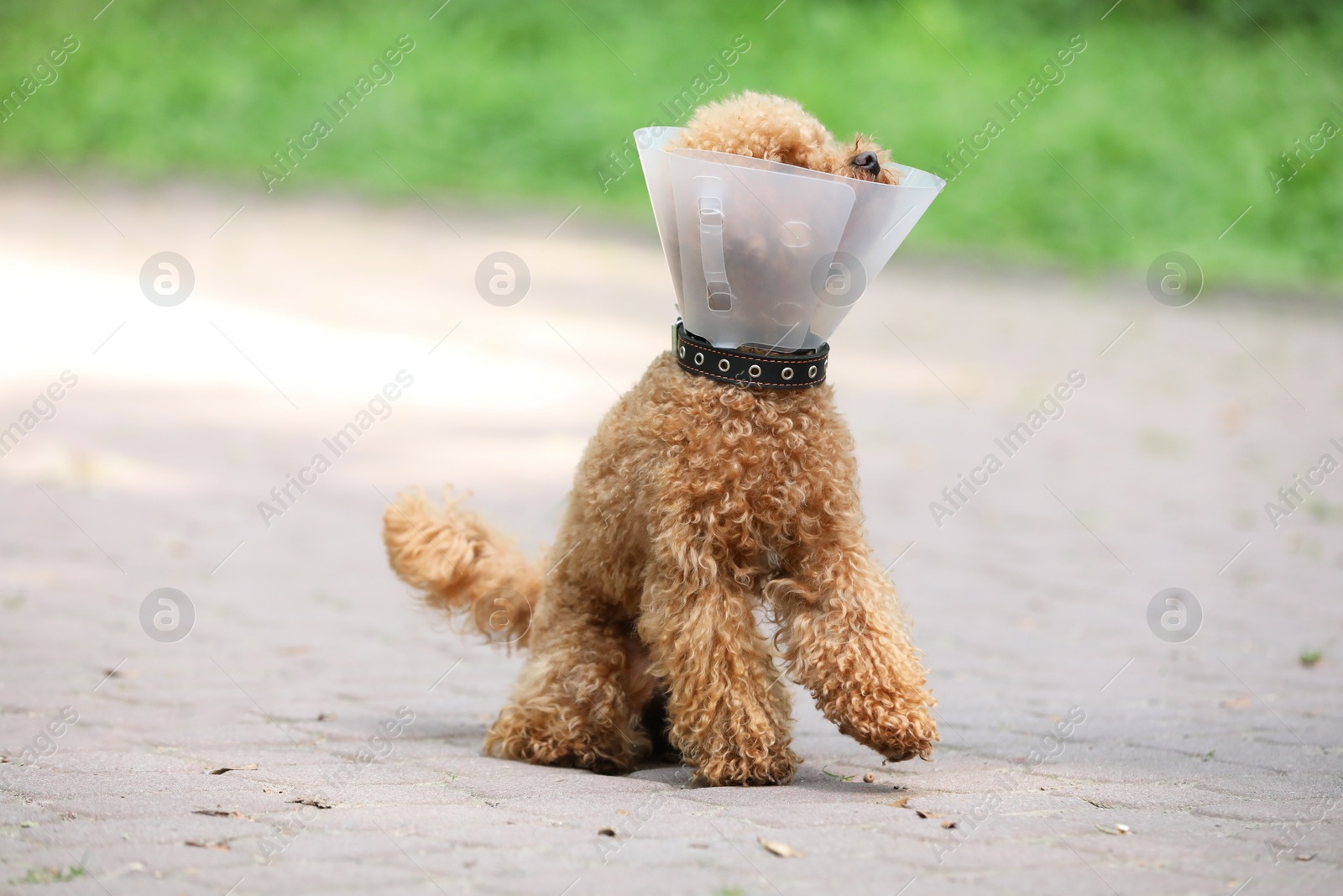 Photo of Cute Maltipoo dog with Elizabethan collar outdoors