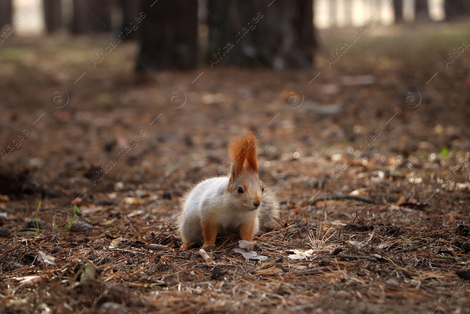 Photo of Cute red squirrel on ground in forest