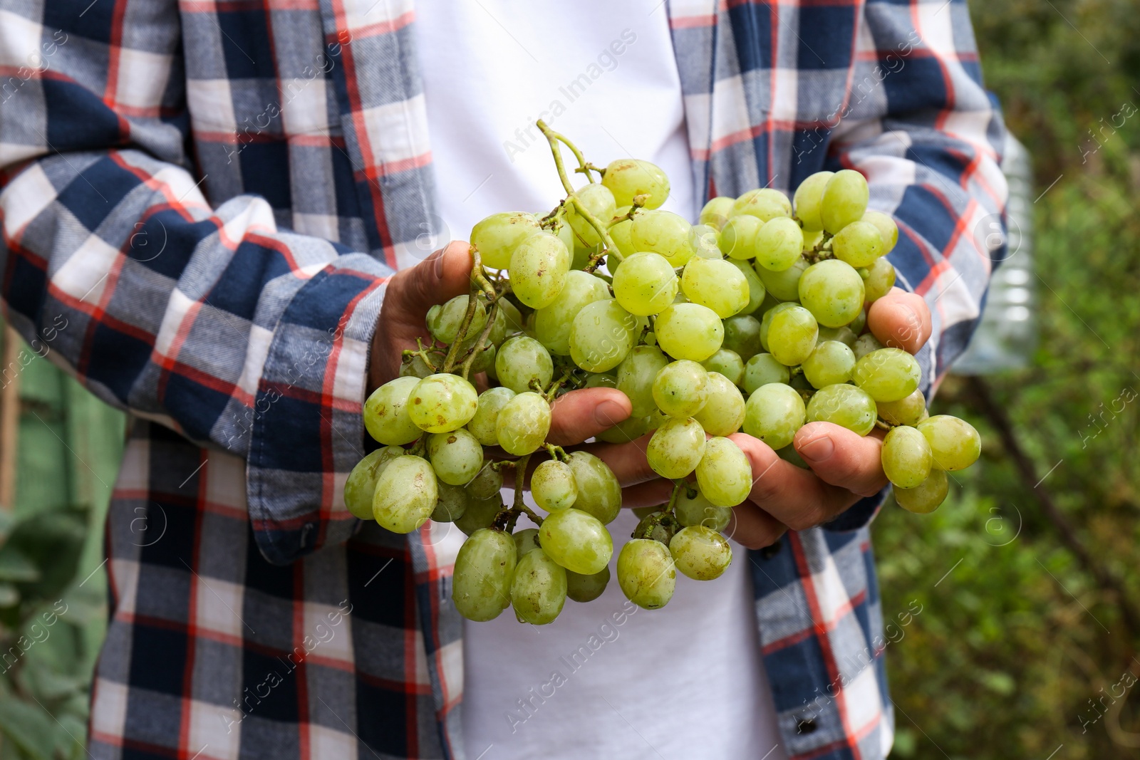 Photo of Farmer holding bunch of ripe grapes in vineyard, closeup