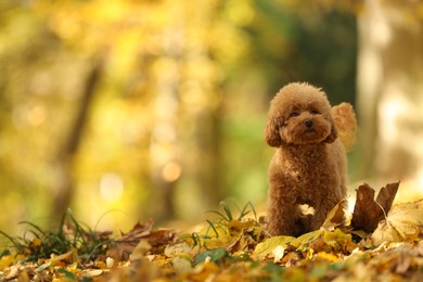 Cute Maltipoo dog in autumn park, space for text