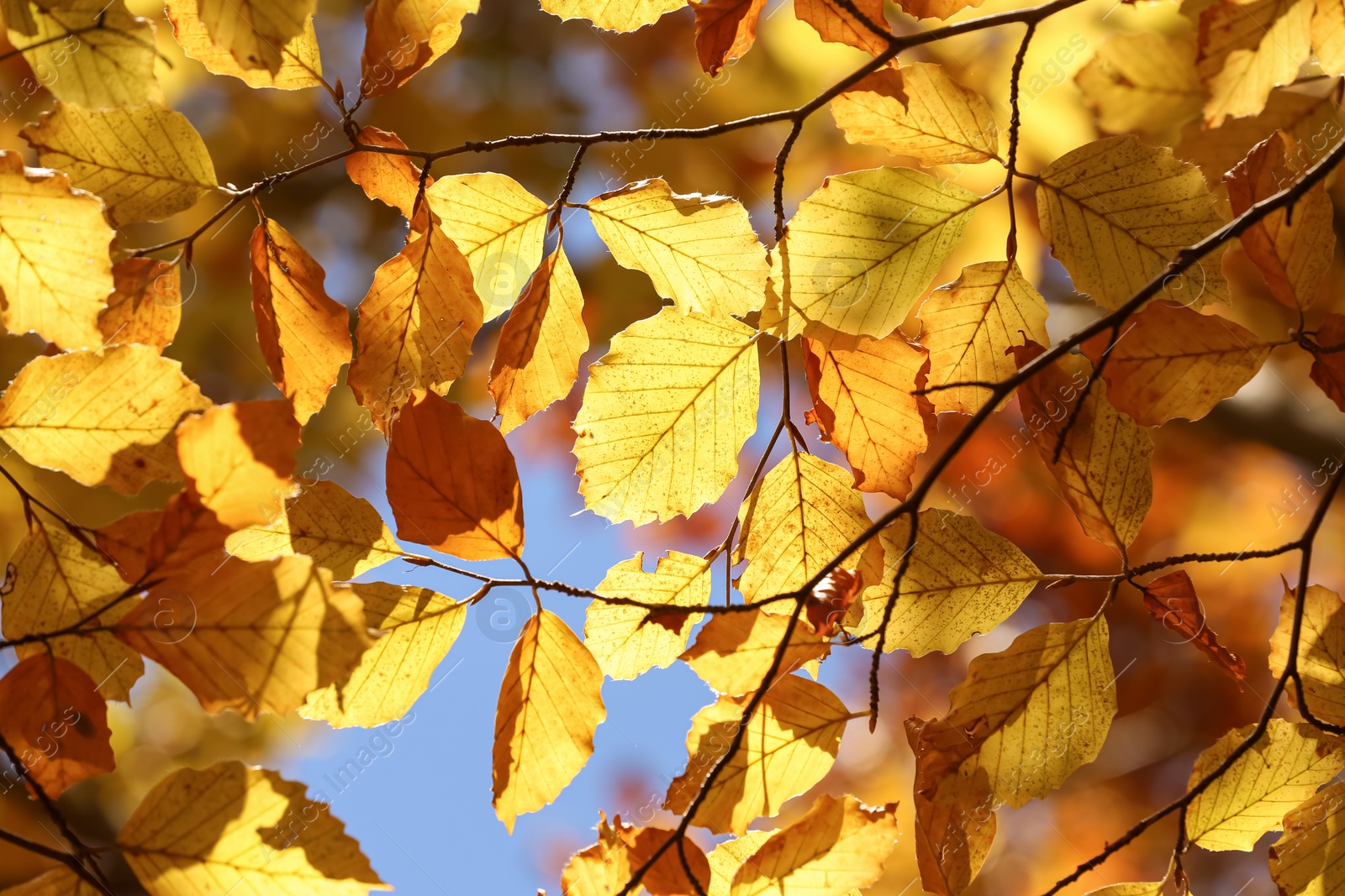 Photo of Beautiful tree with bright autumn leaves outdoors on sunny day, closeup