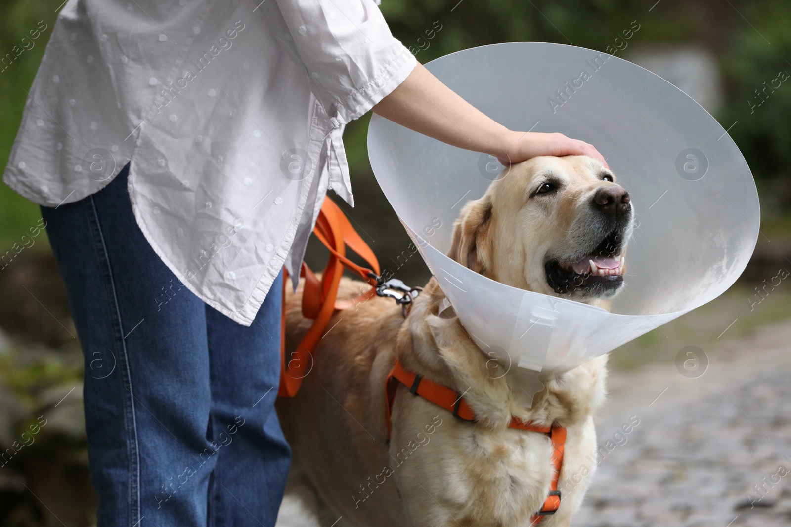 Photo of Woman petting her adorable Labrador Retriever dog in Elizabethan collar outdoors, closeup