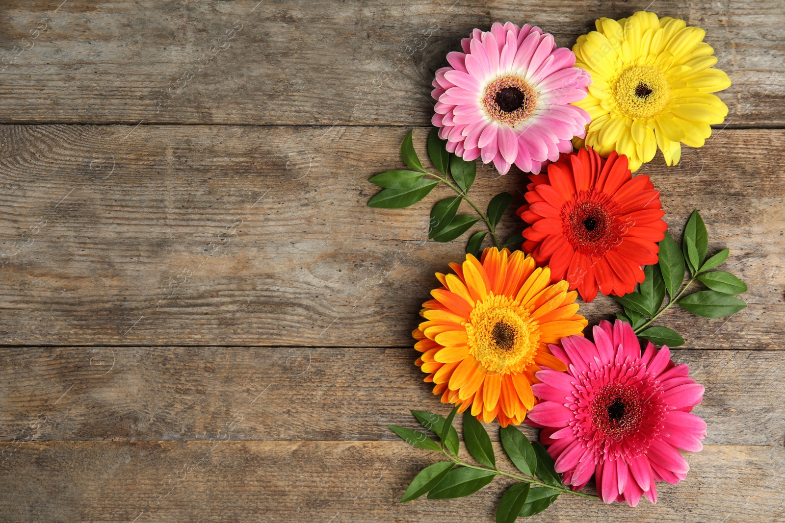 Photo of Composition with beautiful bright gerbera flowers on wooden background, top view. Space for text