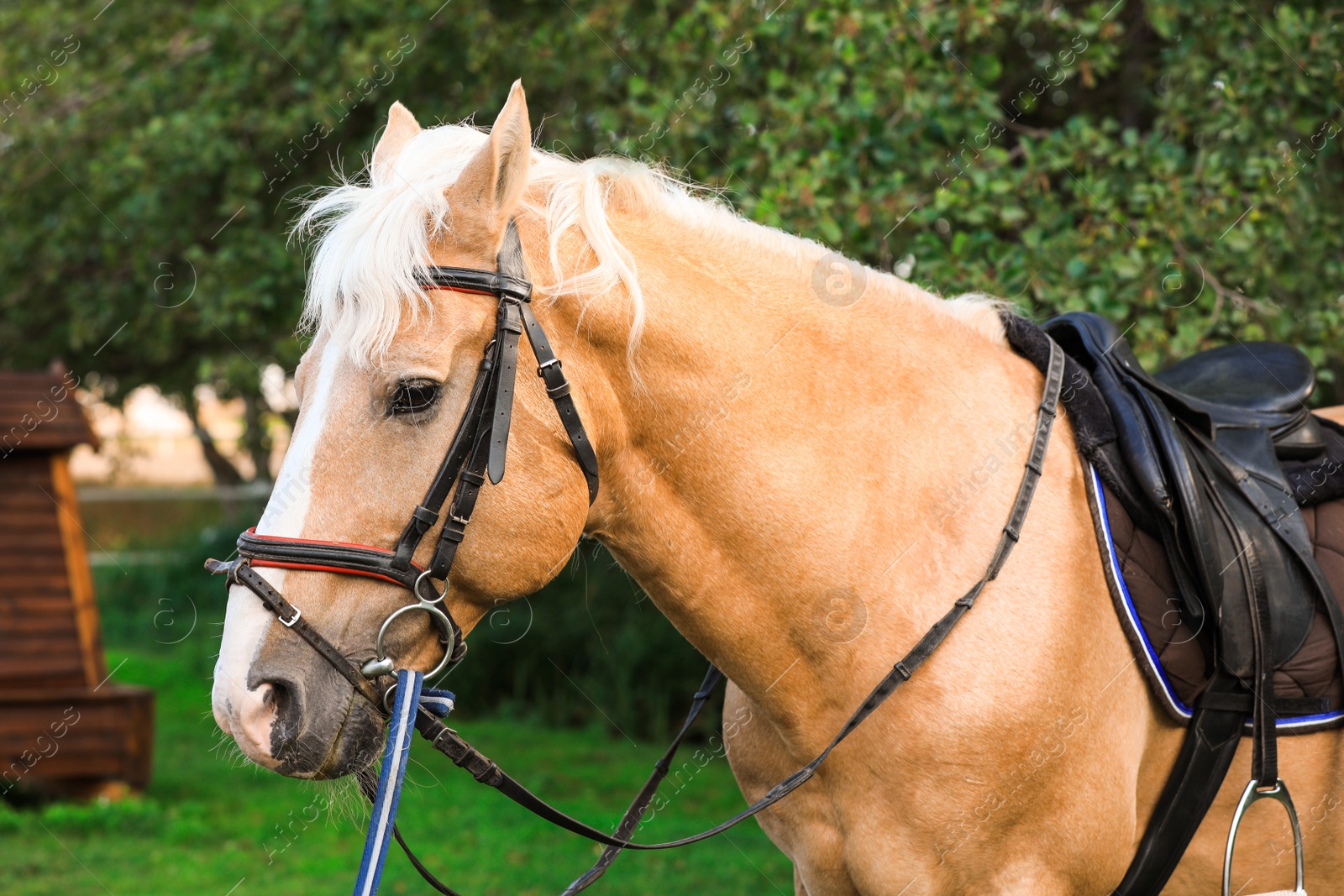 Photo of Palomino horse in bridle at green park