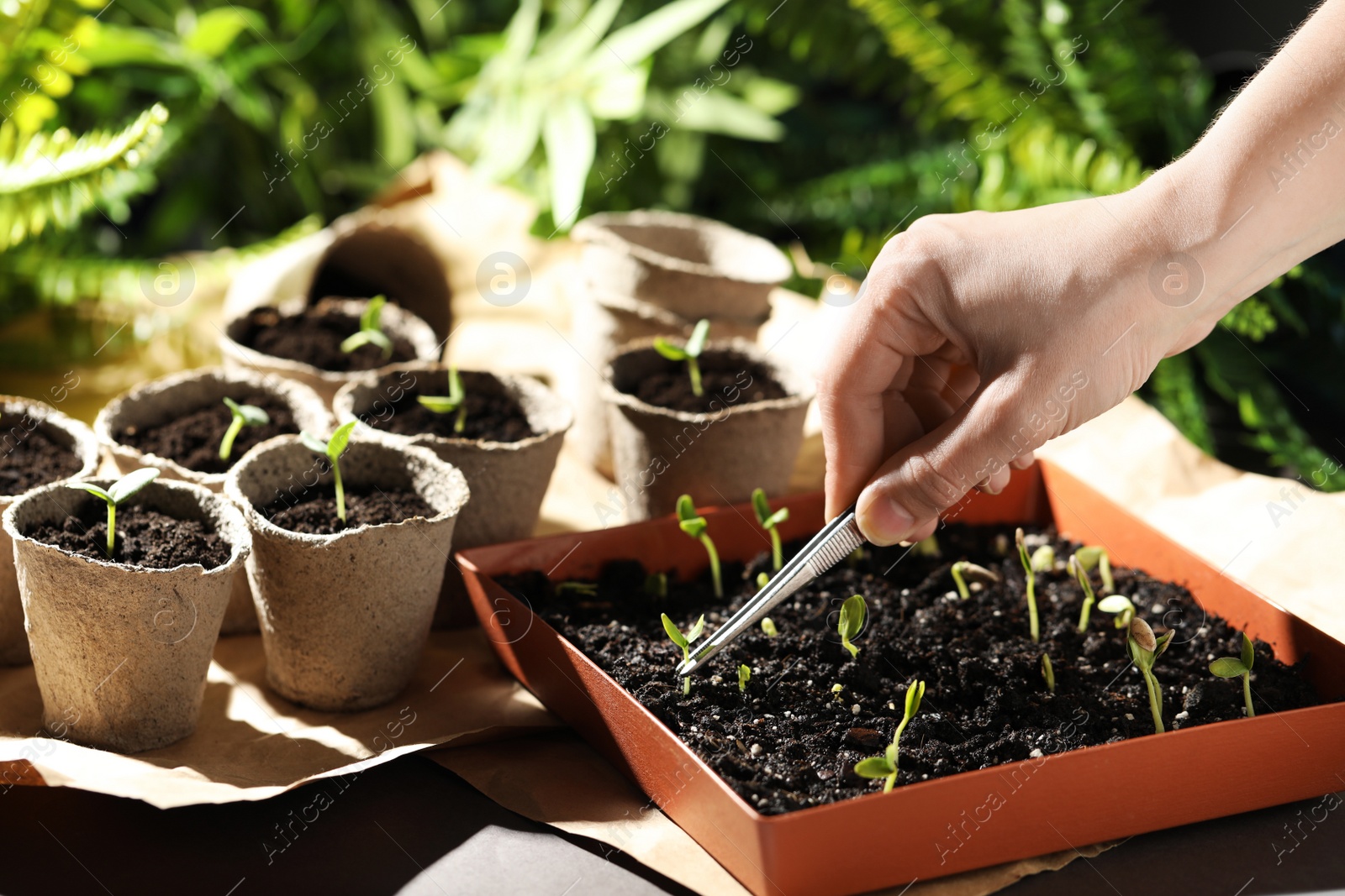 Photo of Woman taking care of seedling at table, closeup