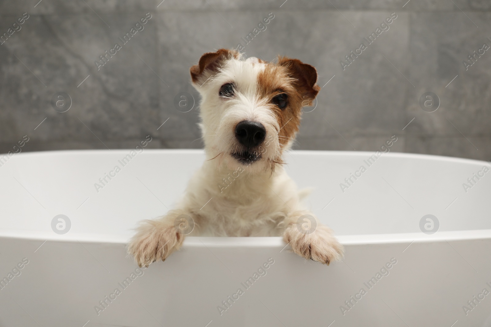 Photo of Portrait of cute dog in bath tub indoors