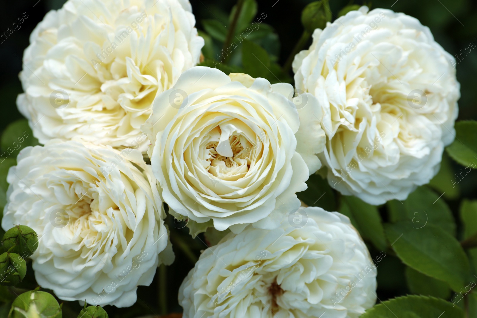 Photo of Beautiful blooming white roses on bush outdoors, closeup