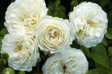 Beautiful blooming white roses on bush outdoors, closeup