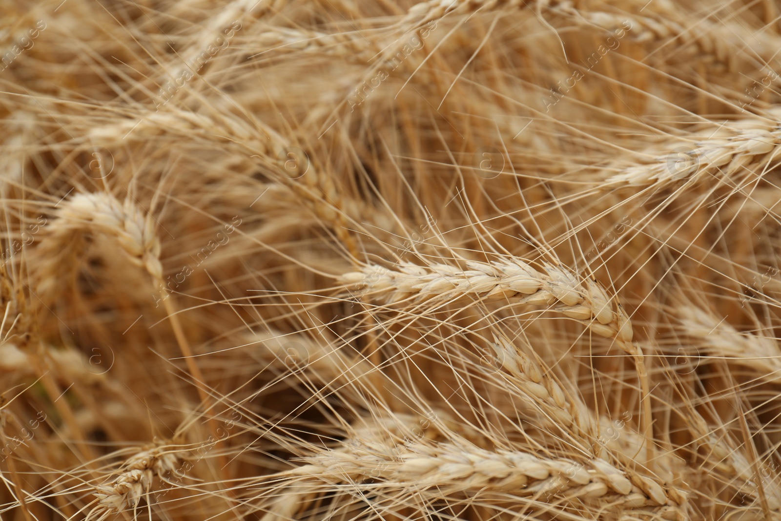 Photo of Ripe wheat spikes in agricultural field, closeup