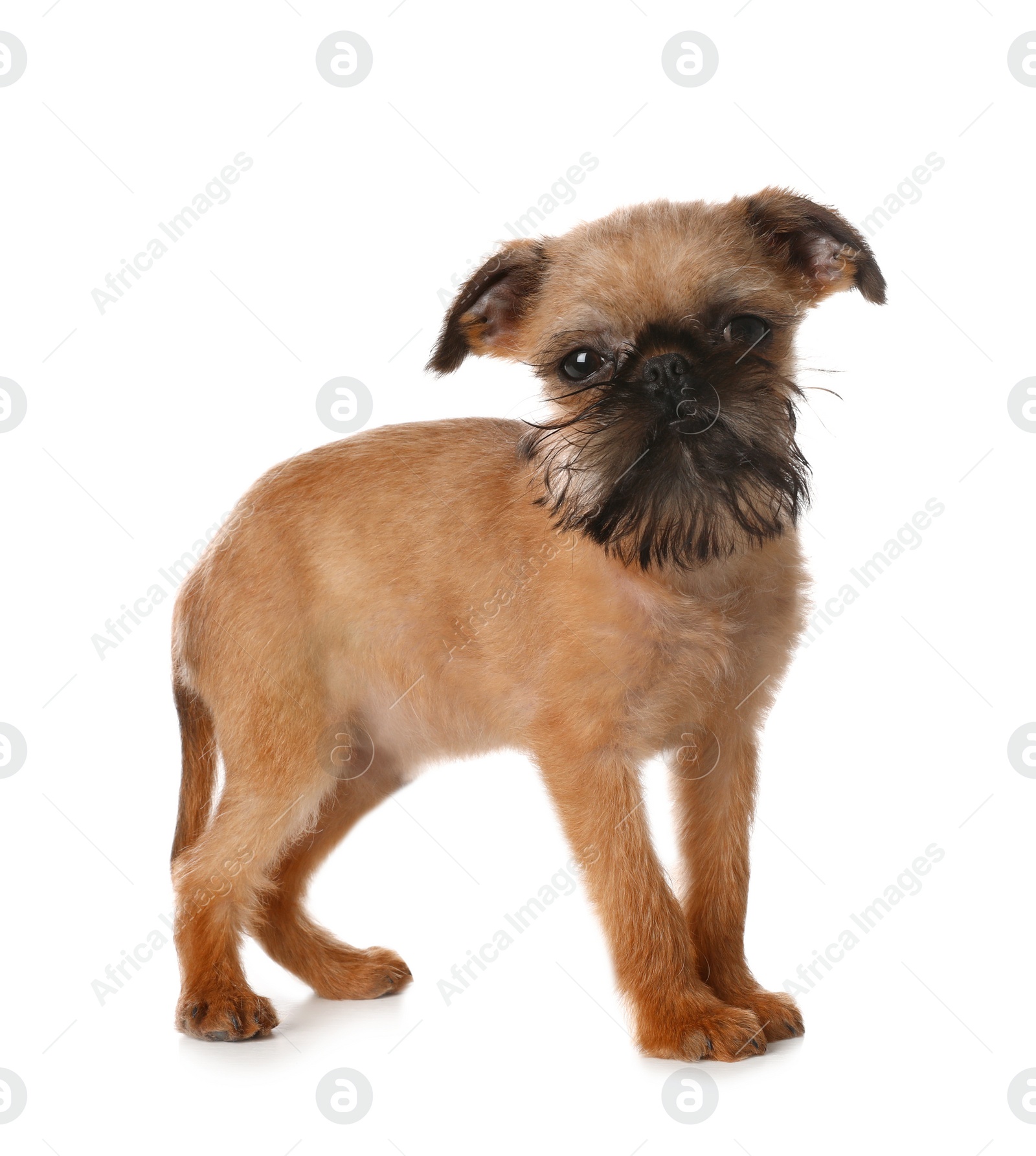 Photo of Studio portrait of funny Brussels Griffon dog looking into camera on white background