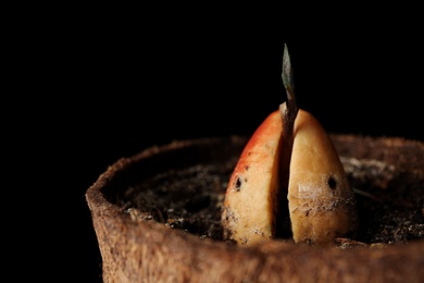 Photo of Avocado pit with sprout in pot against black background, closeup view