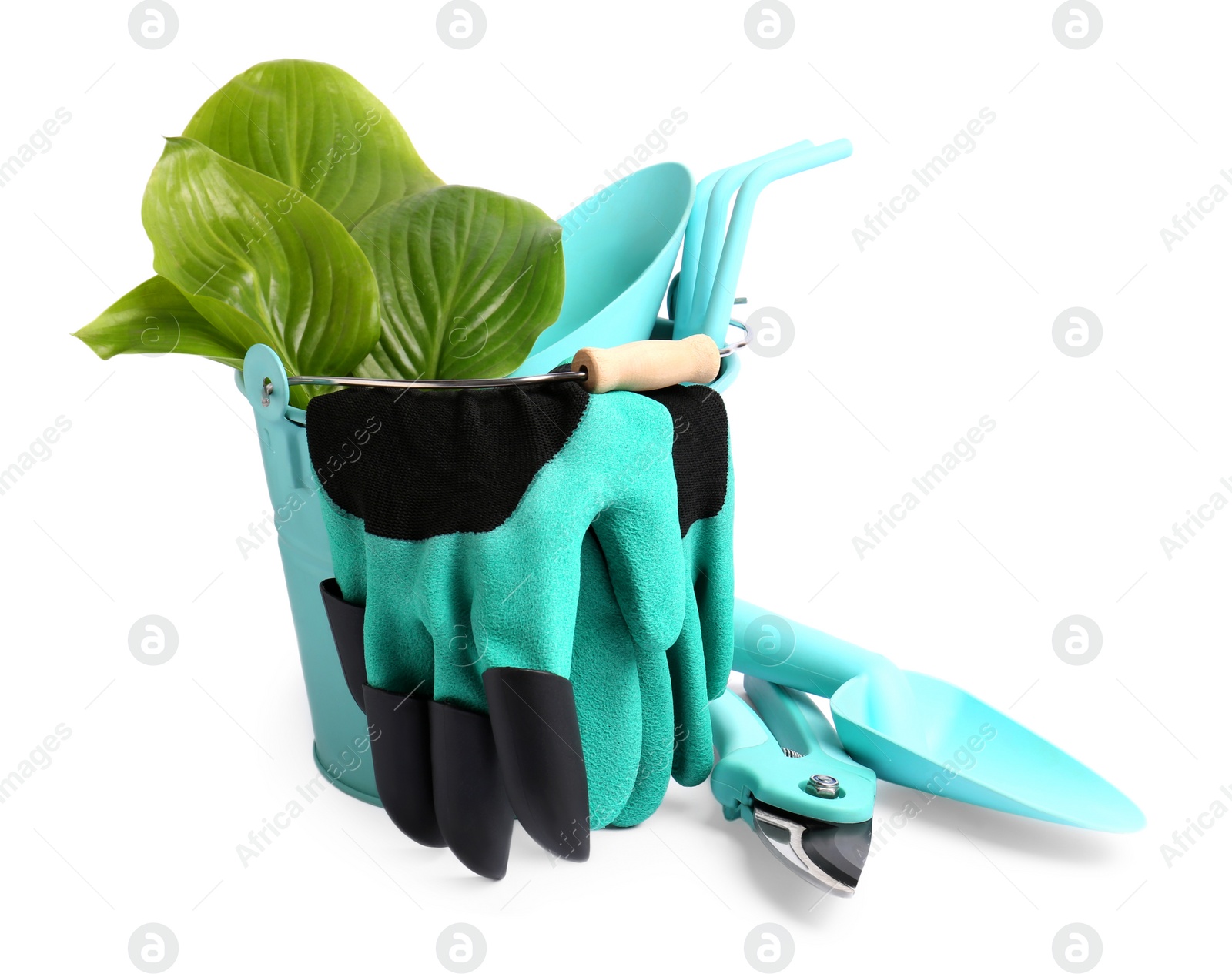 Photo of Gardening gloves, tools and plant on white background