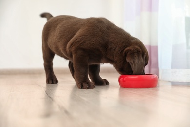 Photo of Chocolate Labrador Retriever puppy eating  food from bowl at home