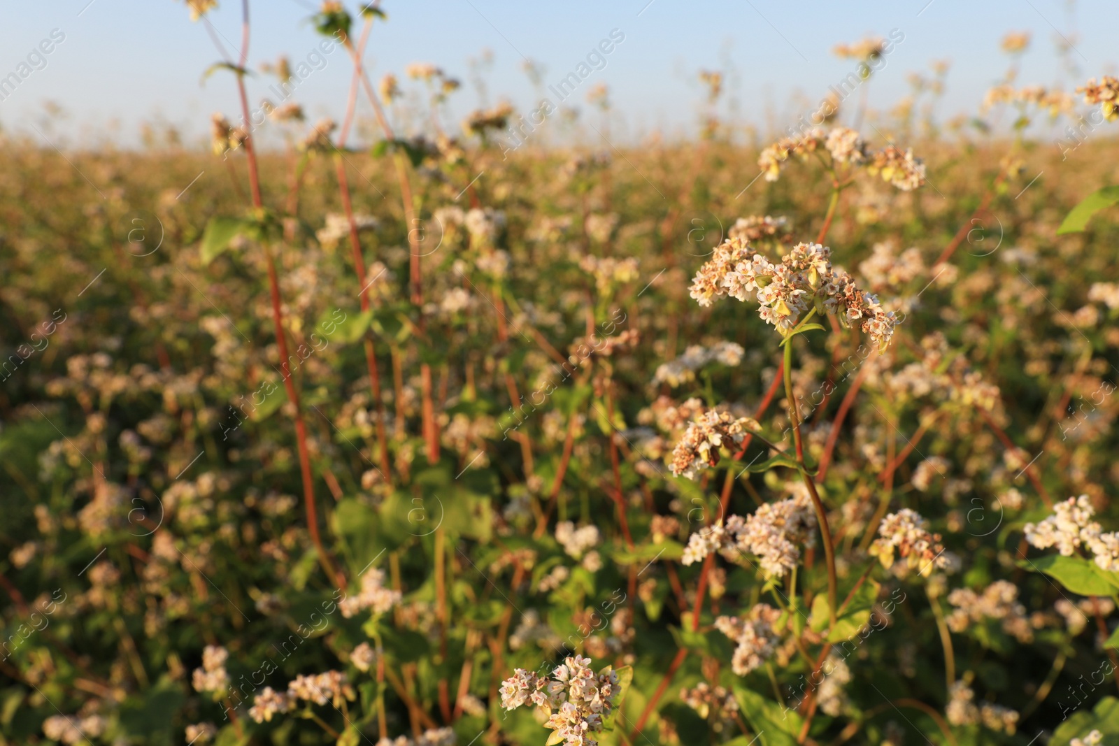 Photo of Beautiful blossoming buckwheat field on sunny day, closeup view