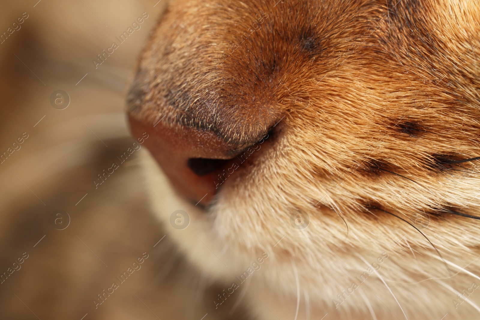 Photo of Adorable cat, macro photo of muzzle. Lovely pet