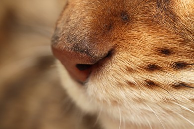 Photo of Adorable cat, macro photo of muzzle. Lovely pet
