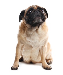 Photo of Happy cute pug dog isolated on white