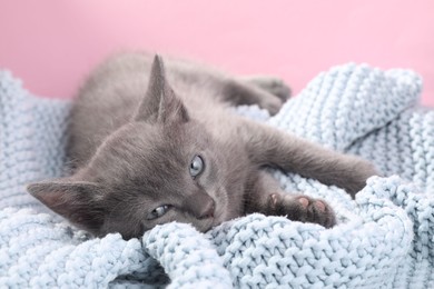 Cute fluffy kitten on blanket against pink background. Baby animal
