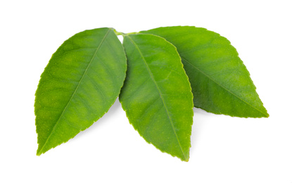 Fresh green citrus leaves isolated on white