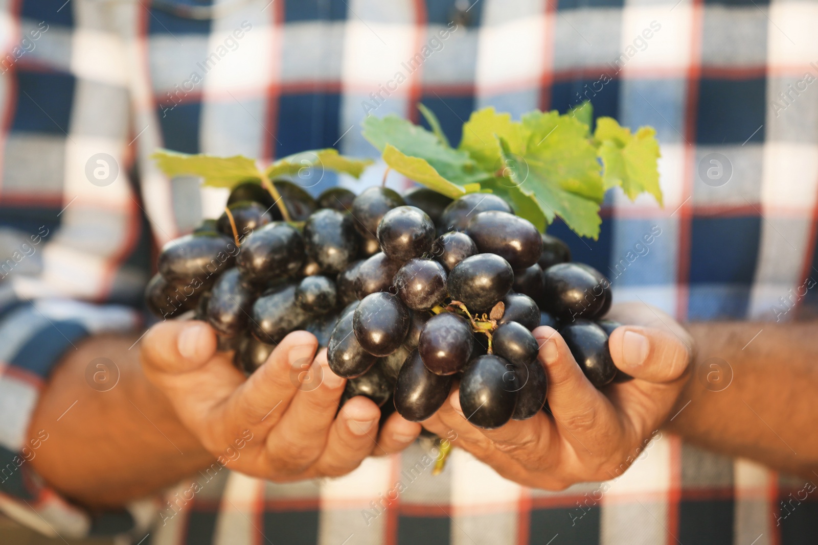 Photo of Man holding bunch of fresh ripe juicy grapes in vineyard, closeup