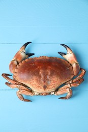 Photo of Delicious boiled crab on light blue wooden table, top view