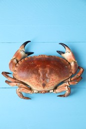 Delicious boiled crab on light blue wooden table, top view