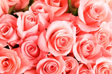 Photo of Beautiful roses as background