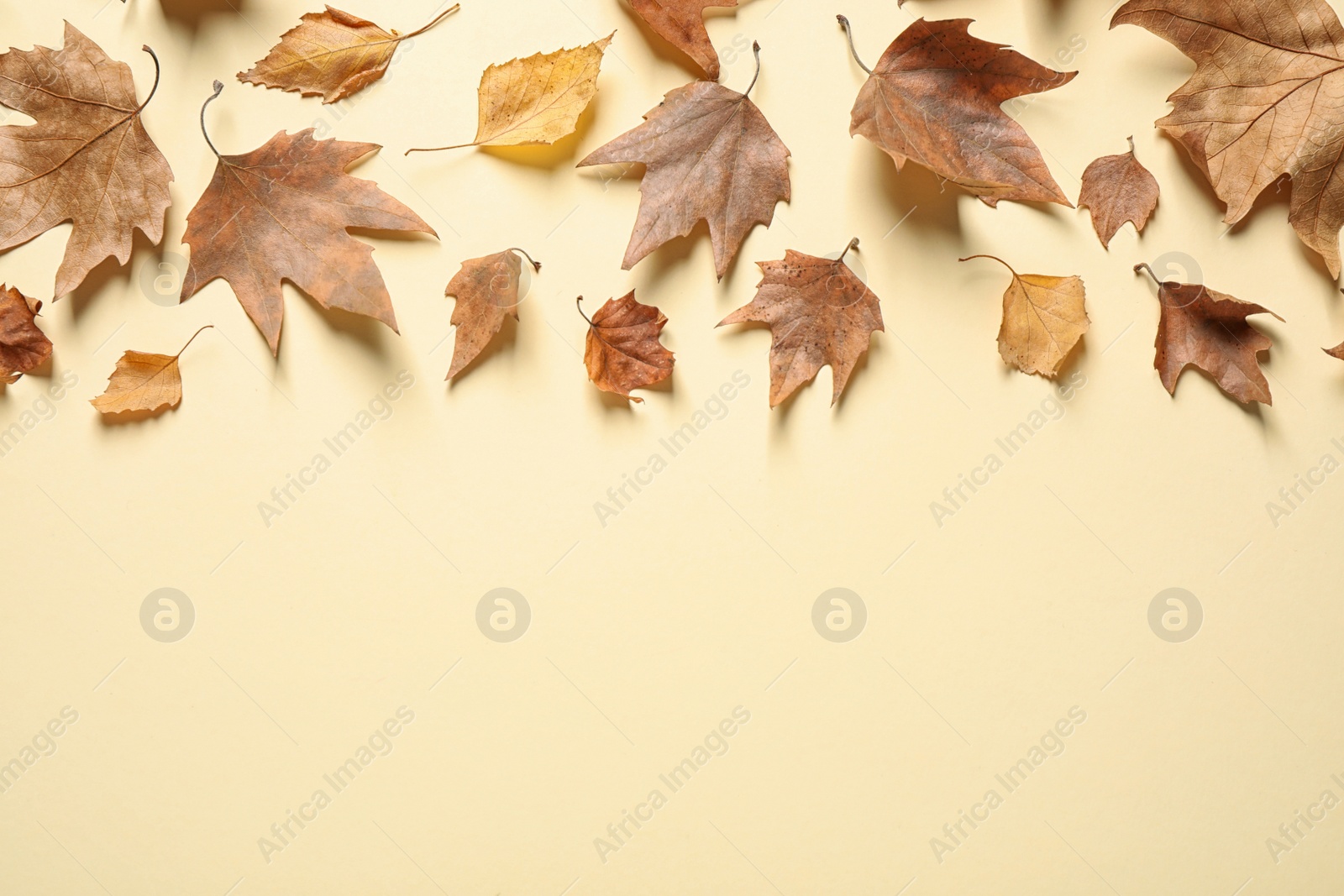 Photo of Flat lay composition with autumn leaves on beige background. Space for text