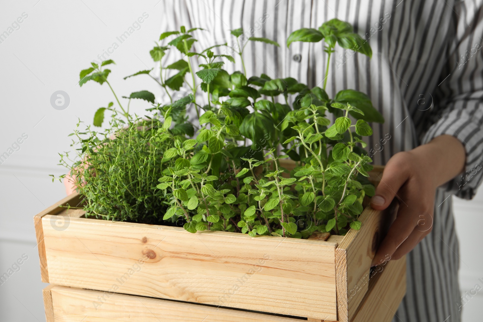 Photo of Woman holding wooden crate with different aromatic herbs, closeup