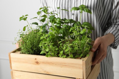 Photo of Woman holding wooden crate with different aromatic herbs, closeup