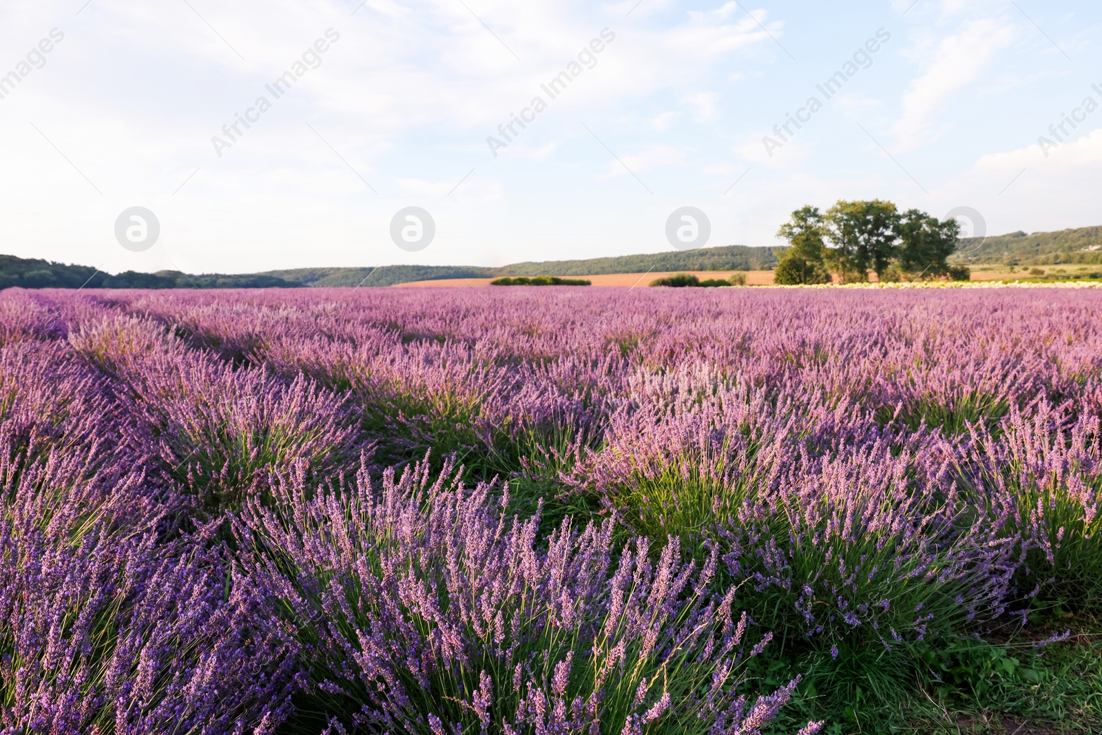 Photo of View of beautiful blooming lavender growing in field