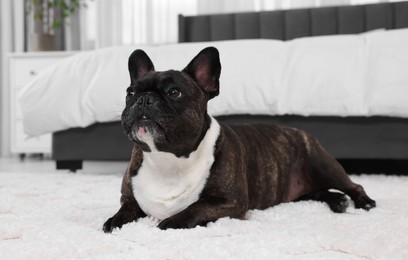 Photo of Adorable French Bulldog lying on rug indoors. Lovely pet