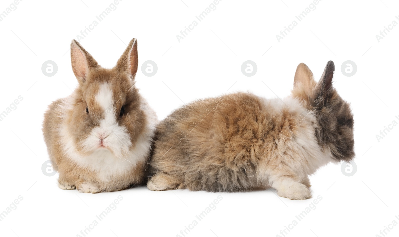 Photo of Cute fluffy pet rabbits isolated on white