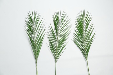 Photo of Beautiful tropical leaves on white background