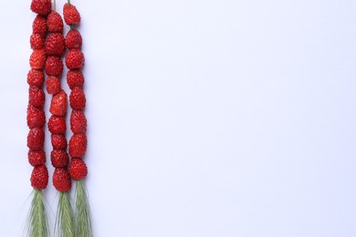 Photo of Grass stems with wild strawberries on white background, flat lay. Space for text