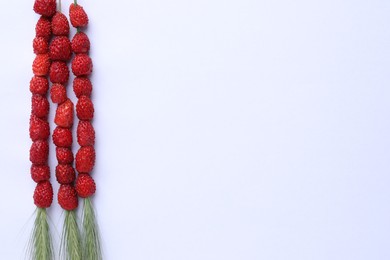 Grass stems with wild strawberries on white background, flat lay. Space for text