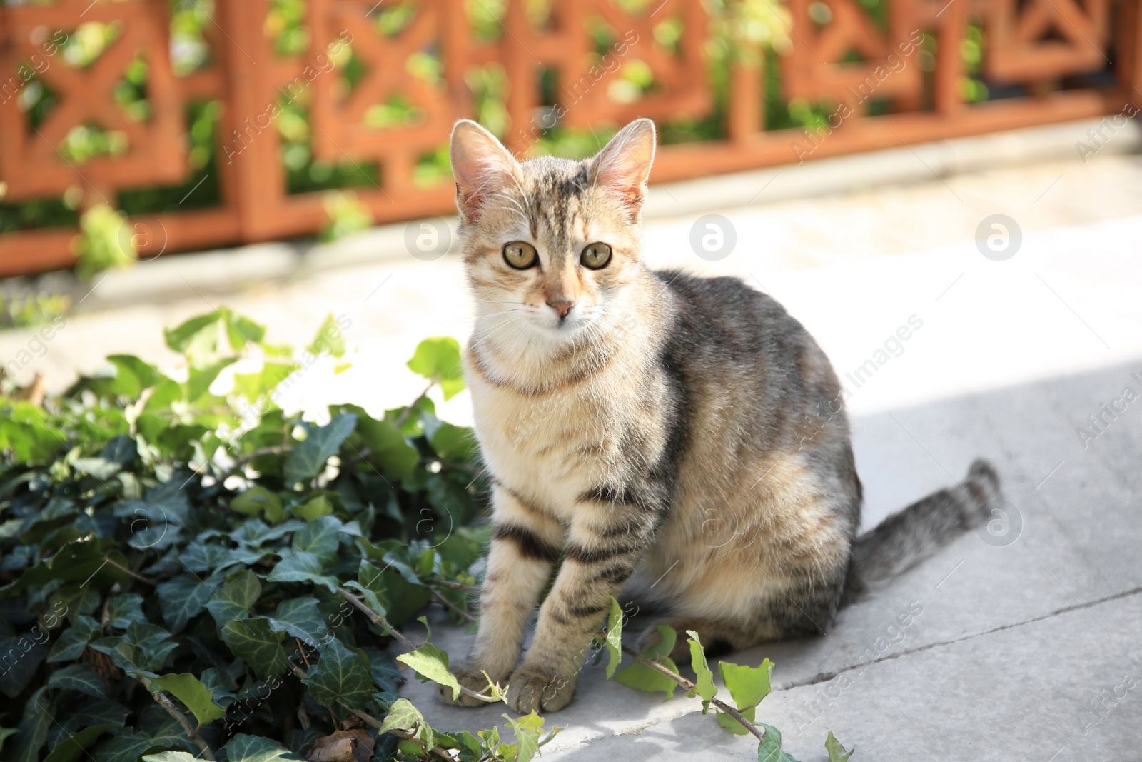 Photo of Lonely stray cat near green plant on city street. Homeless pet