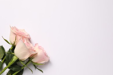 Photo of Beautiful roses on white background, top view. Space for text