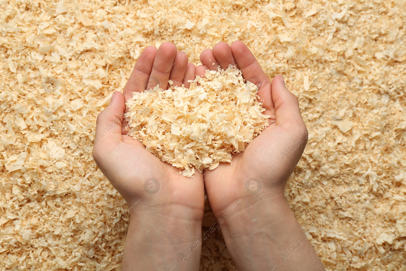 Photo of Woman holding dry natural sawdust, top view