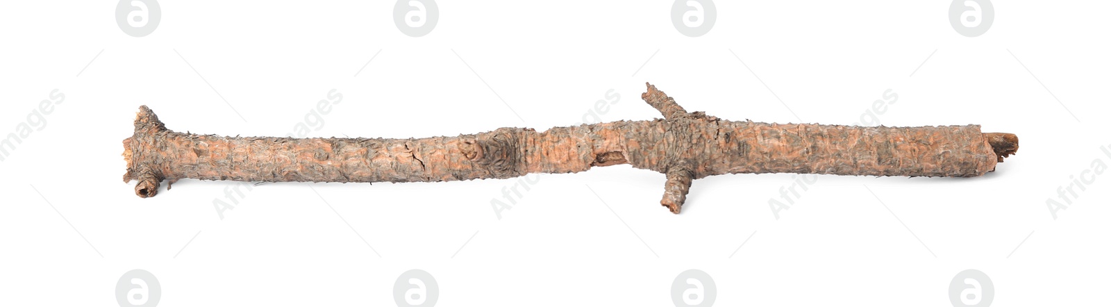 Photo of One dry tree twig isolated on white