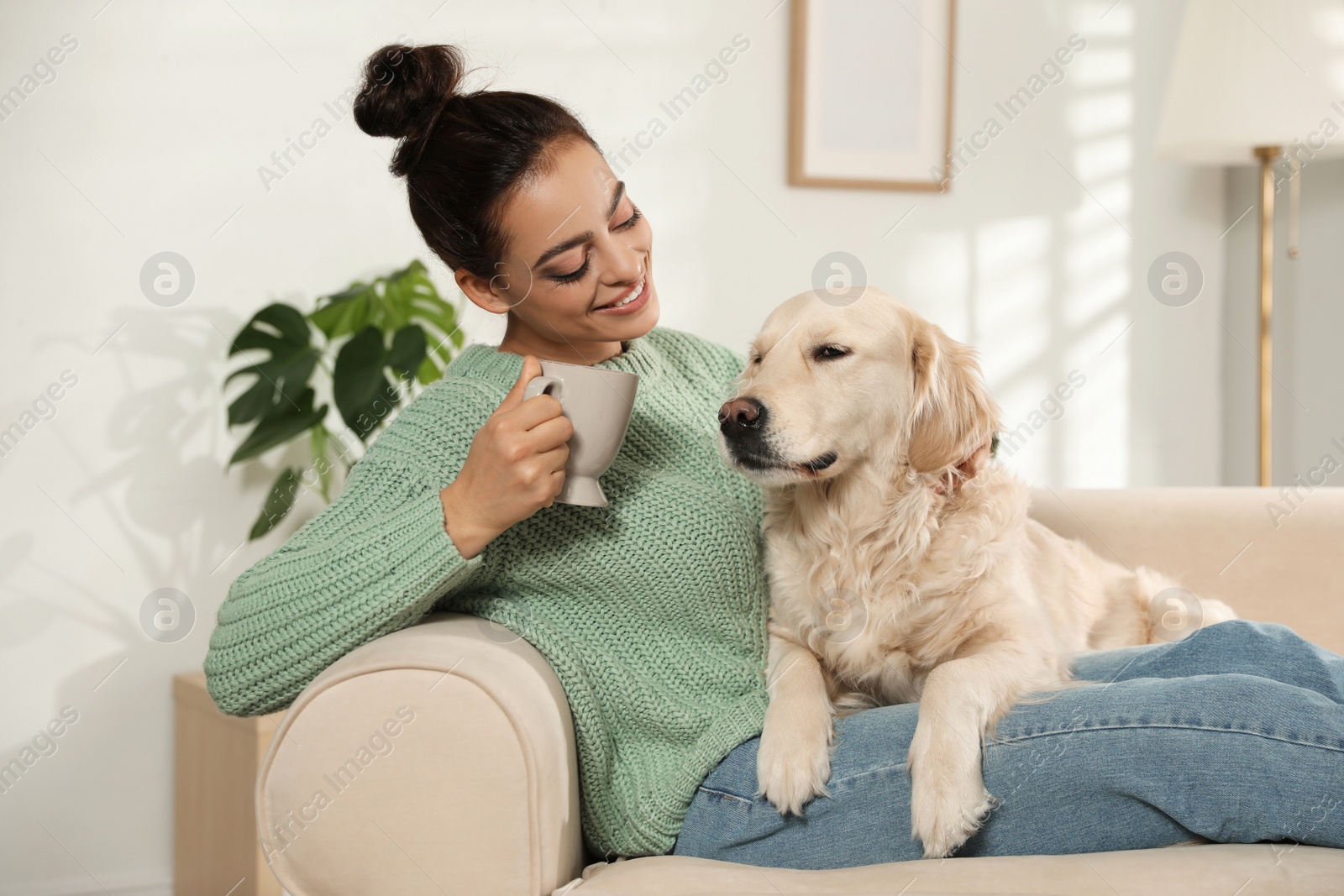 Photo of Young woman with cup of drink and her Golden Retriever on sofa at home. Adorable pet