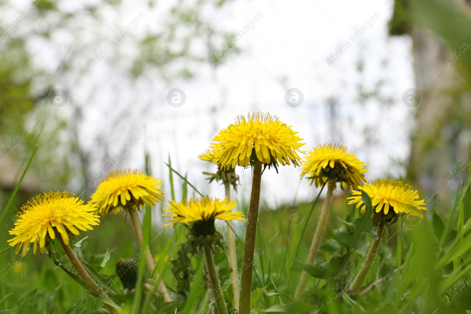 Photo of Beautiful yellow dandelion flowers growing outdoors, closeup