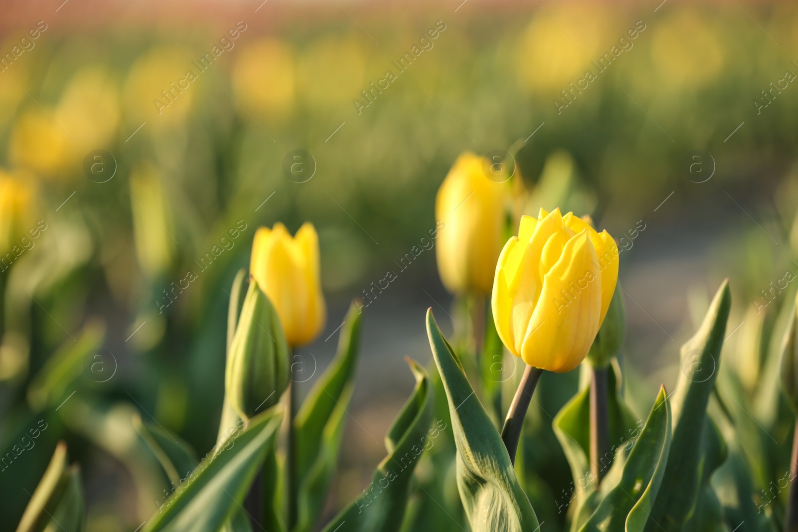 Photo of Fresh beautiful tulips in field, selective focus. Blooming flowers