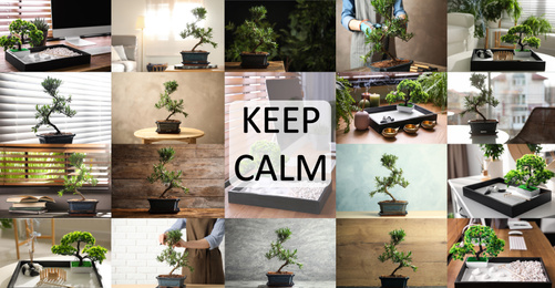 Image of Collage with photos of bonsai tree. Zen and harmony