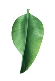 Photo of Fresh green banana leaf on white background. Tropical foliage