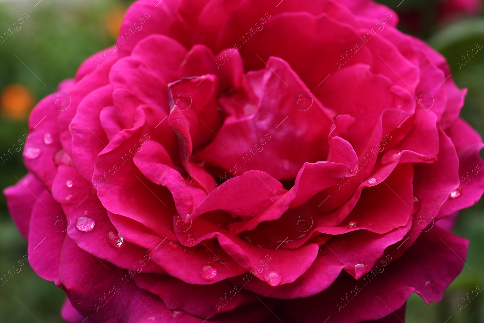 Photo of Beautiful pink rose flower with dew drops, closeup
