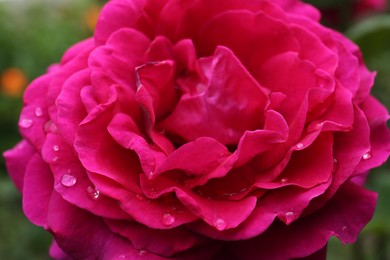 Photo of Beautiful pink rose flower with dew drops, closeup